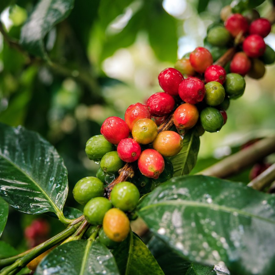 Frutos de café madurando en la rama